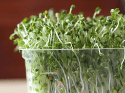 cách trồng rau mầm sạch tại nhà