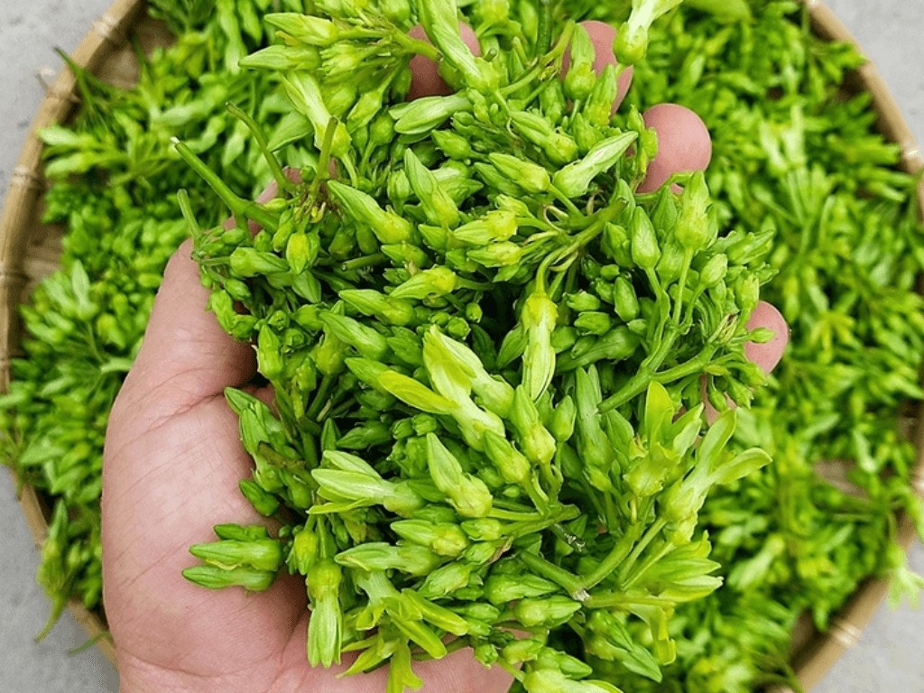 Hoa thiên lý kỵ với gì theo kinh nghiệm dân gian “truyền miệng” từ xưa đến nay