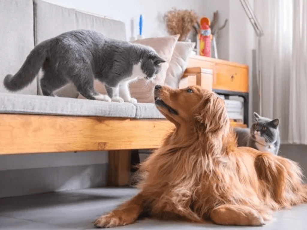 Khử mùi chó mèo trong nhà không khó “sen” nào cũng phải biết mẹo này