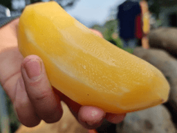 củ sâm đất có tác dụng gì