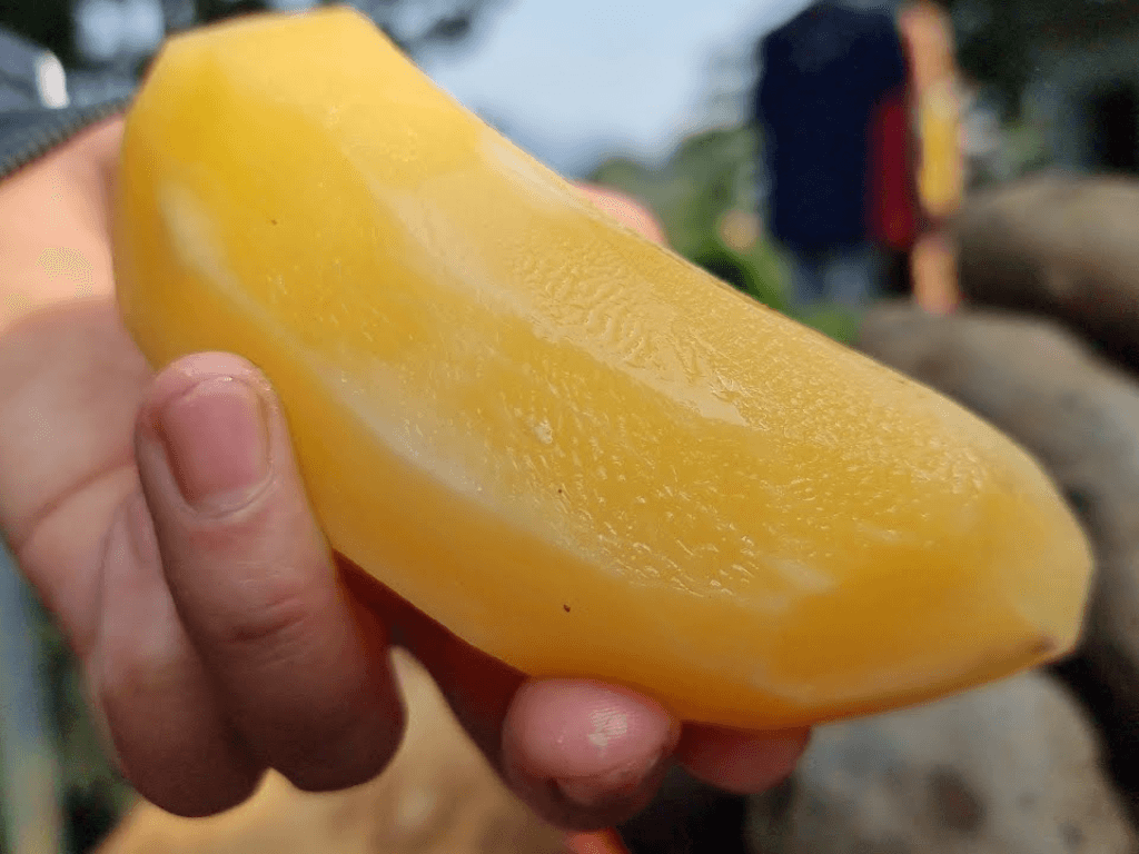 Củ sâm đất có tác dụng gì mà được mệnh danh là "Khoai Lang Tiên"? Bí mật ở đây