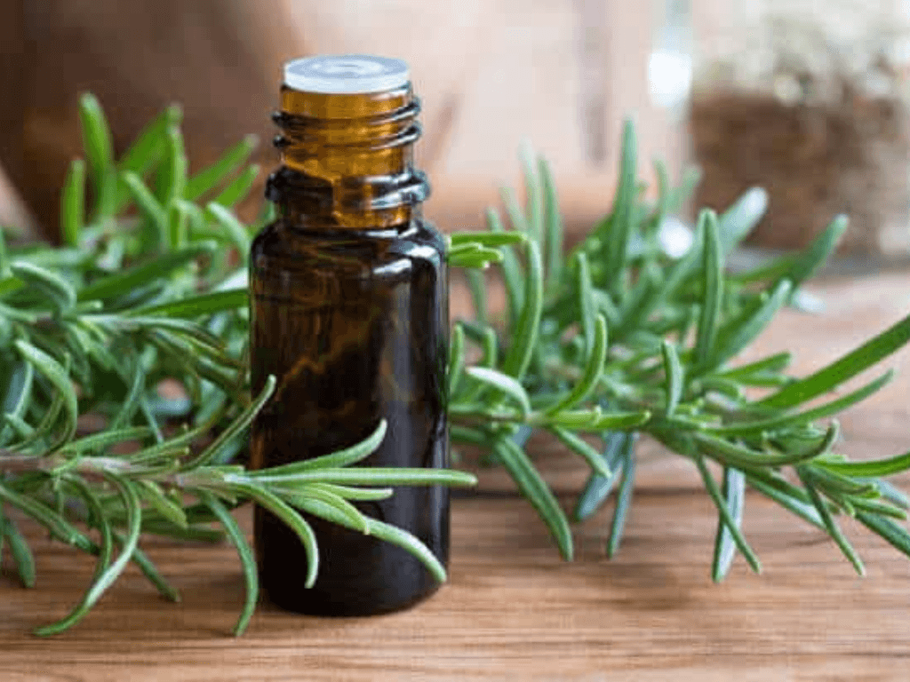 Cách làm tinh dầu hương thảo tại nhà detox không khí và khử mùi hiệu quả