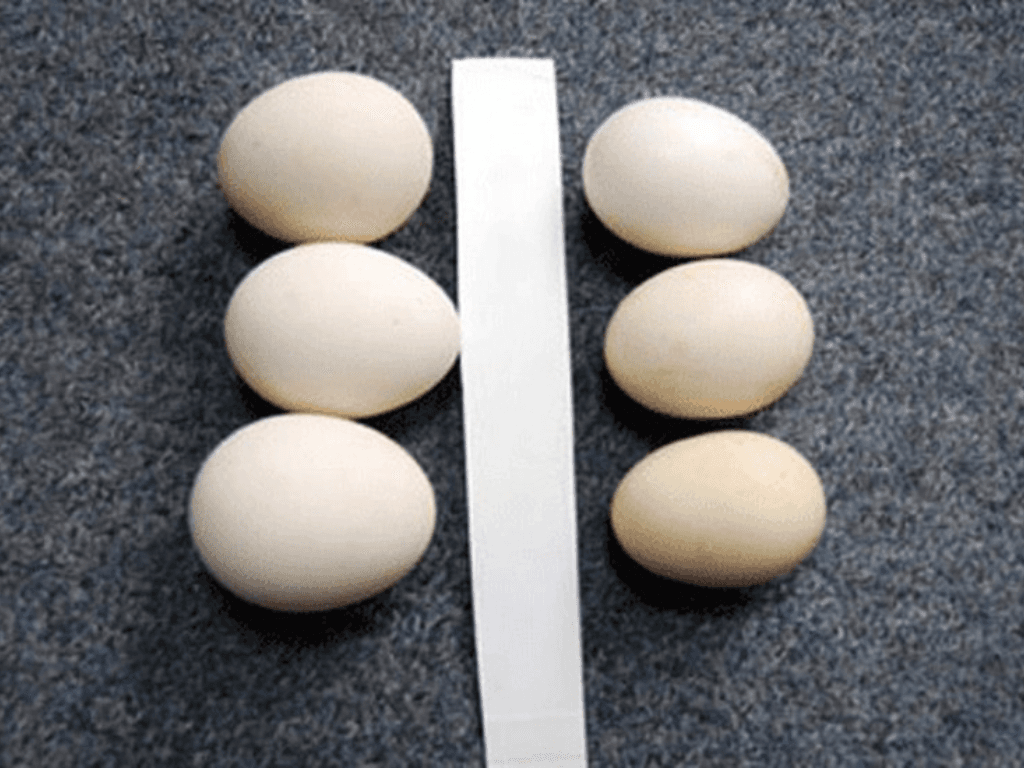 Phân biệt trứng gà ta và trứng gà công nghiệp kiểm tra độ "xịn" với mẹo cực hay