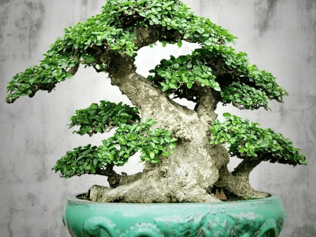 Cách trồng cây duối mới đào sống khỏe, bén rễ nhanh, lên tược "um tùm"