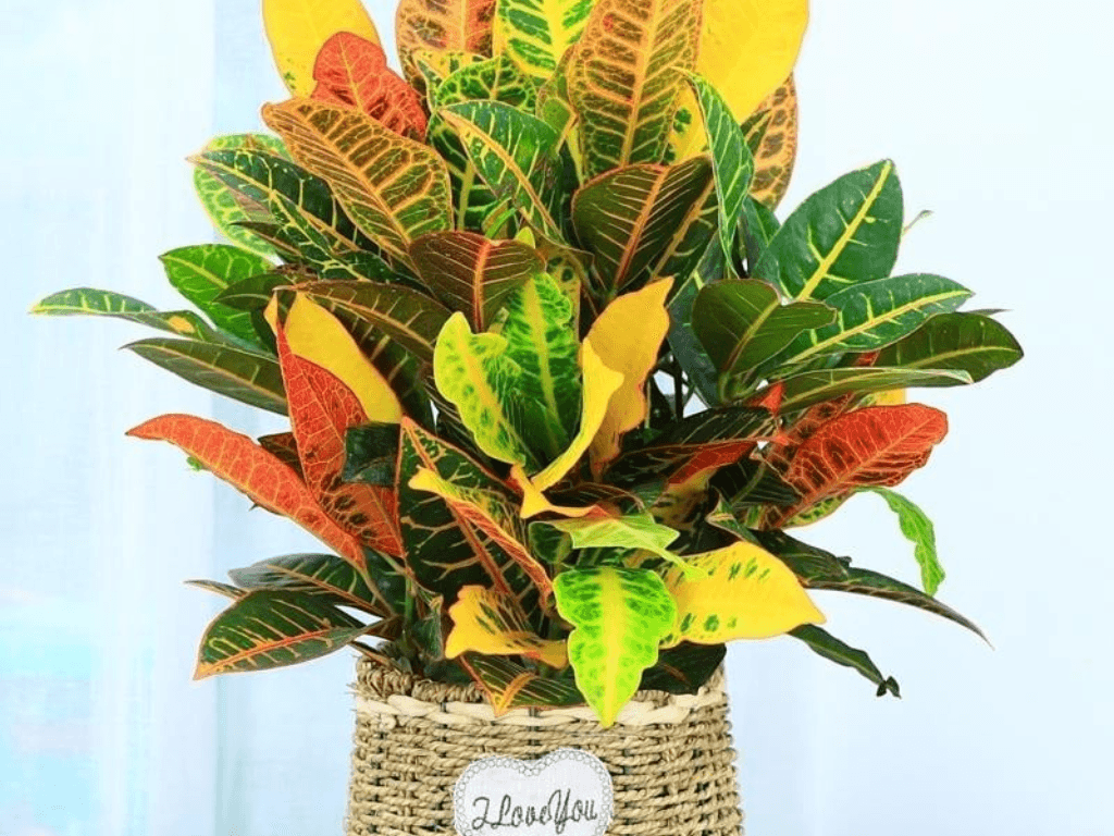 Cây vàng bạc hợp mệnh gì mà dân kinh doanh trồng đầy trước cửa tiệm?