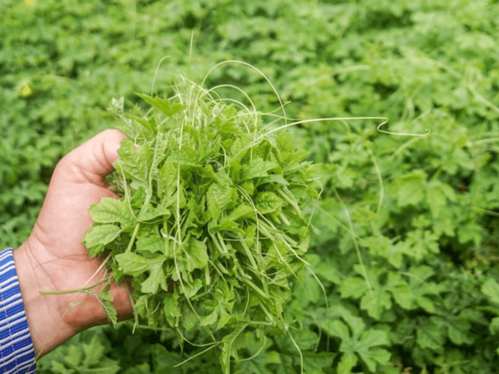 Tác dụng của lá mướp đắng phơi khô: "Thần dược" dân gian hay chỉ là lời đồn