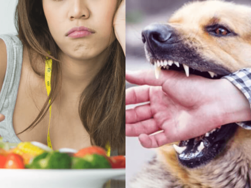 Chích ngừa chó cắn kiêng ăn gì: 5 món tưởng vô hại nhưng “rước họa vào thân”