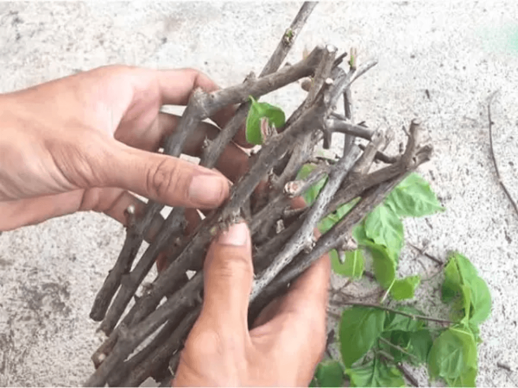 Cách trồng hoa giấy bằng cành ra hoa rực rỡ, đẹp như “ban công châu Âu”