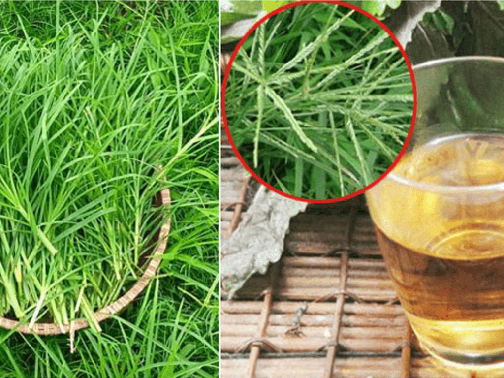 Cách nấu nước cỏ mần trầu: Mát gan, thanh nhiệt cực "hiệu quả"