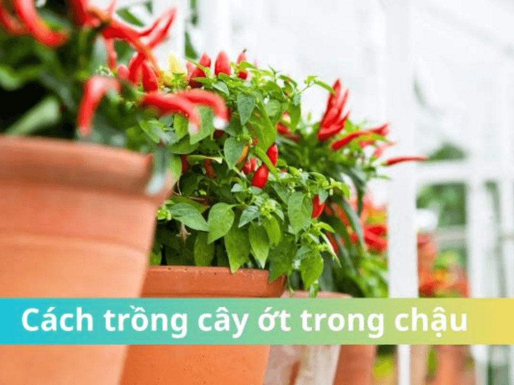Cách trồng cây ớt trong chậu: Đơn giản mà sai quả “đỏ rực”, ăn quanh năm