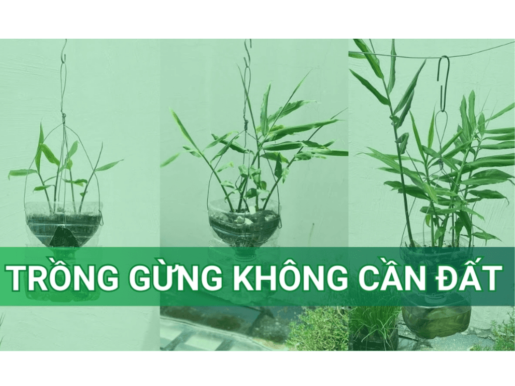 Cách trồng gừng không cần đất: Chiêu cực hay, sau 1 tháng củ to đùng