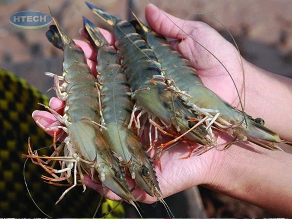 cach-chon-mua-tom-su-tuoi-ngon