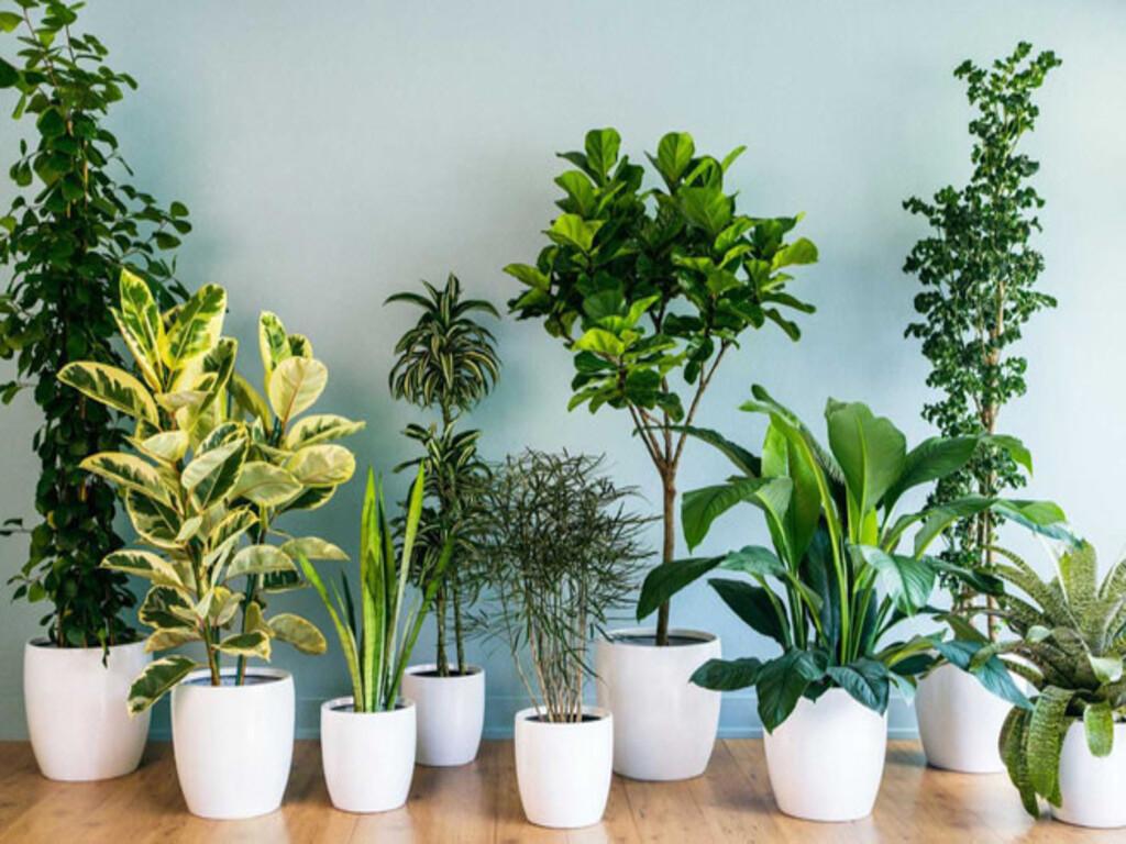 Máy lọc không khí và cây trồng - đâu là giải pháp tốt nhất cho không khí trong nhà?