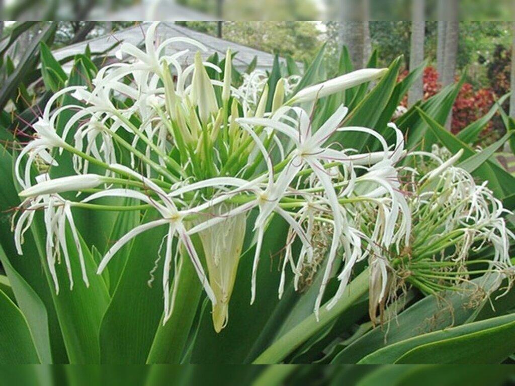 cây đại tướng quân phong thủy