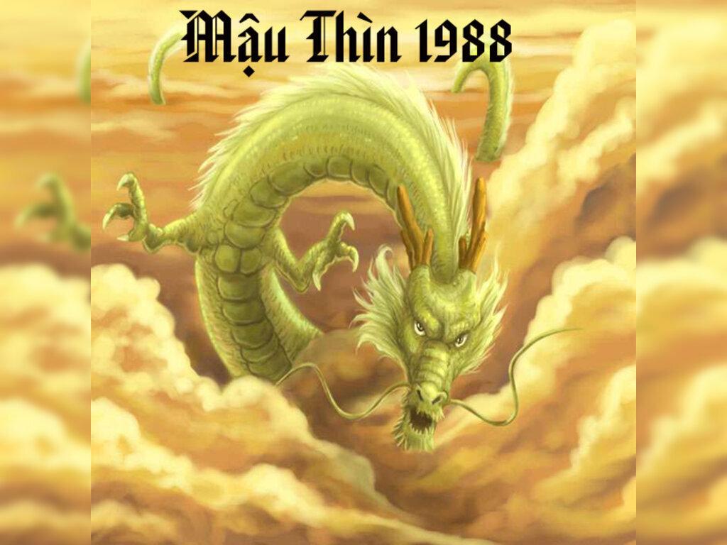 11 + cây phong thủy tuổi thìn 1988 : ý nghĩa, vai trò và các nguyên tắc khi chọn cây
