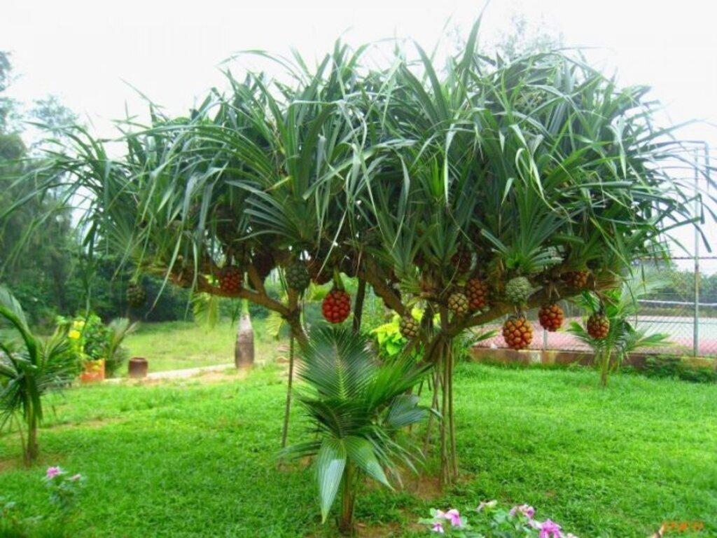 Cây huyết giác phong thuỷ : đặc điểm, tác dụng, ý nghĩa, cách trồng và chăm sóc