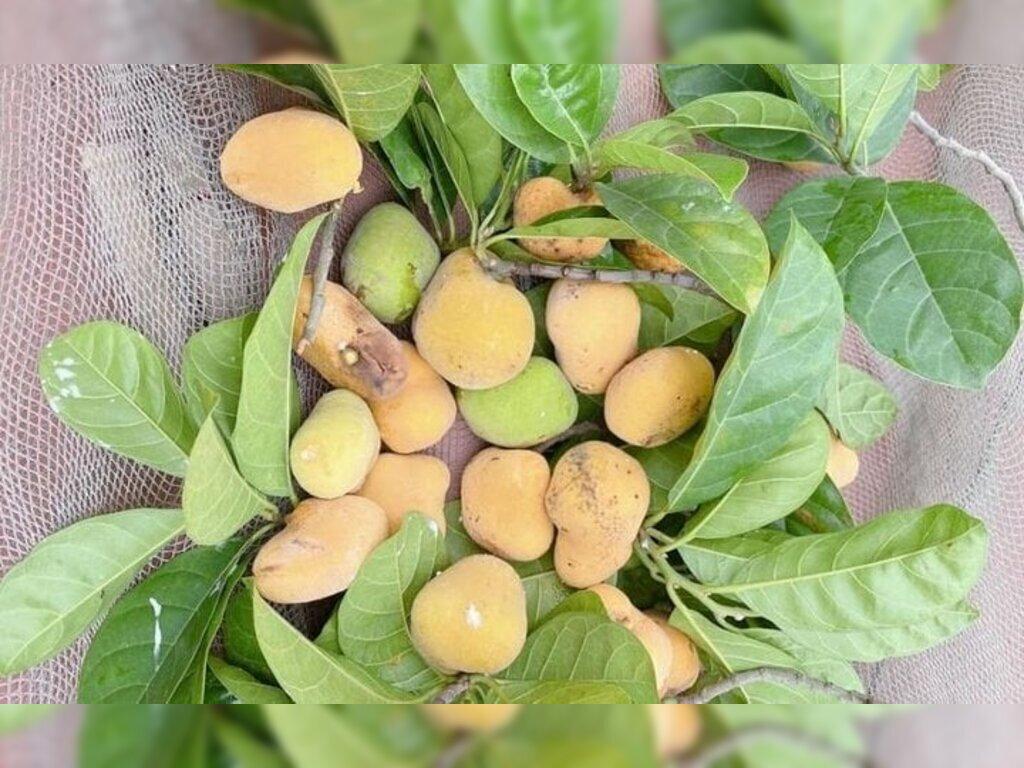 ý nghĩa phong thủy của cây chay