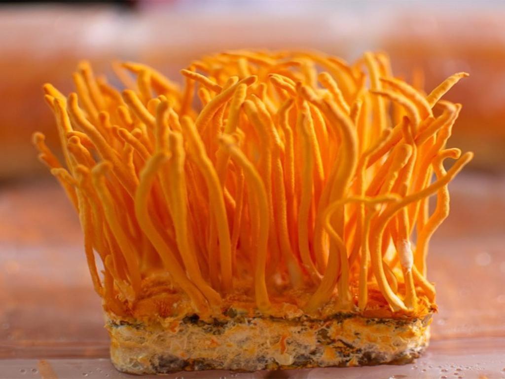 Đông trùng hạ thảo để tủ lạnh aqua 120 lít được không? Tips bảo quản hay