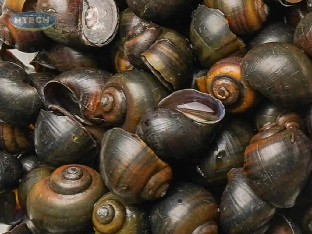 cach-nau-oc-chuoi-dau-thom-ngon