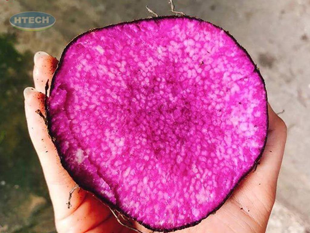 cach-chon-khoai-mo-khong-bi-suong