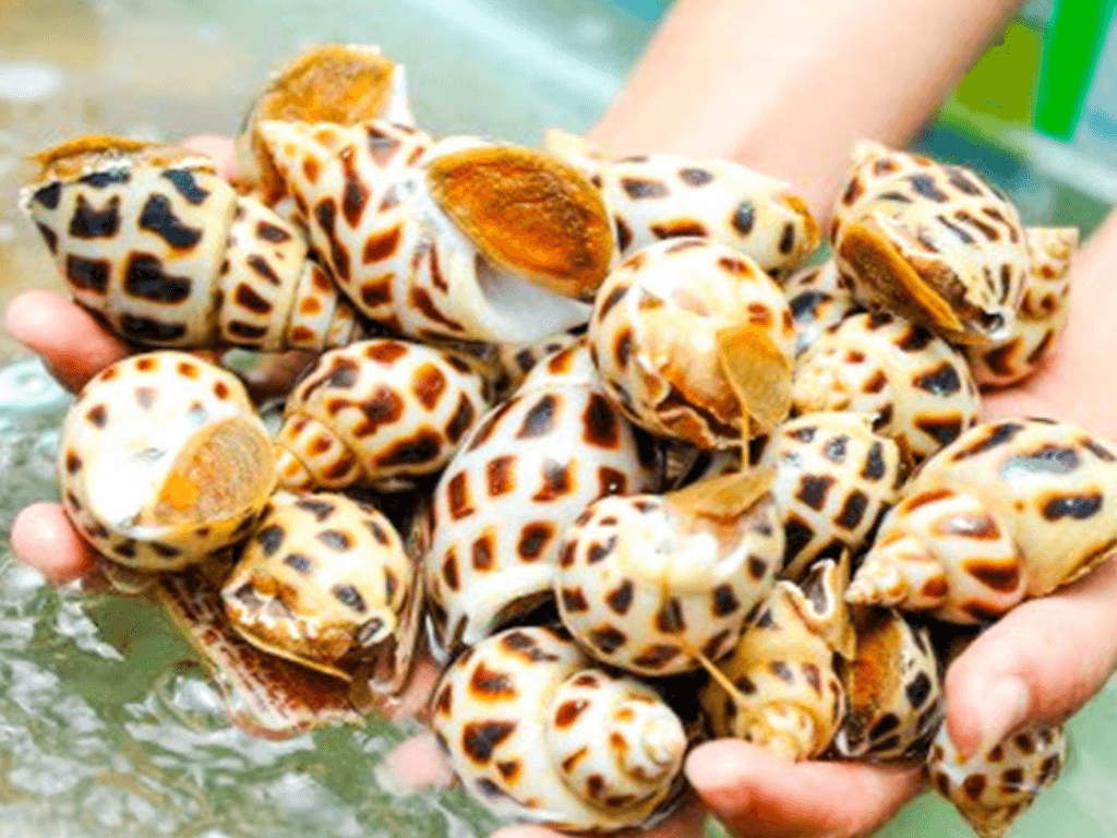 bao-quan-oc-huong-song-trong-moi-truong-tu-nhien