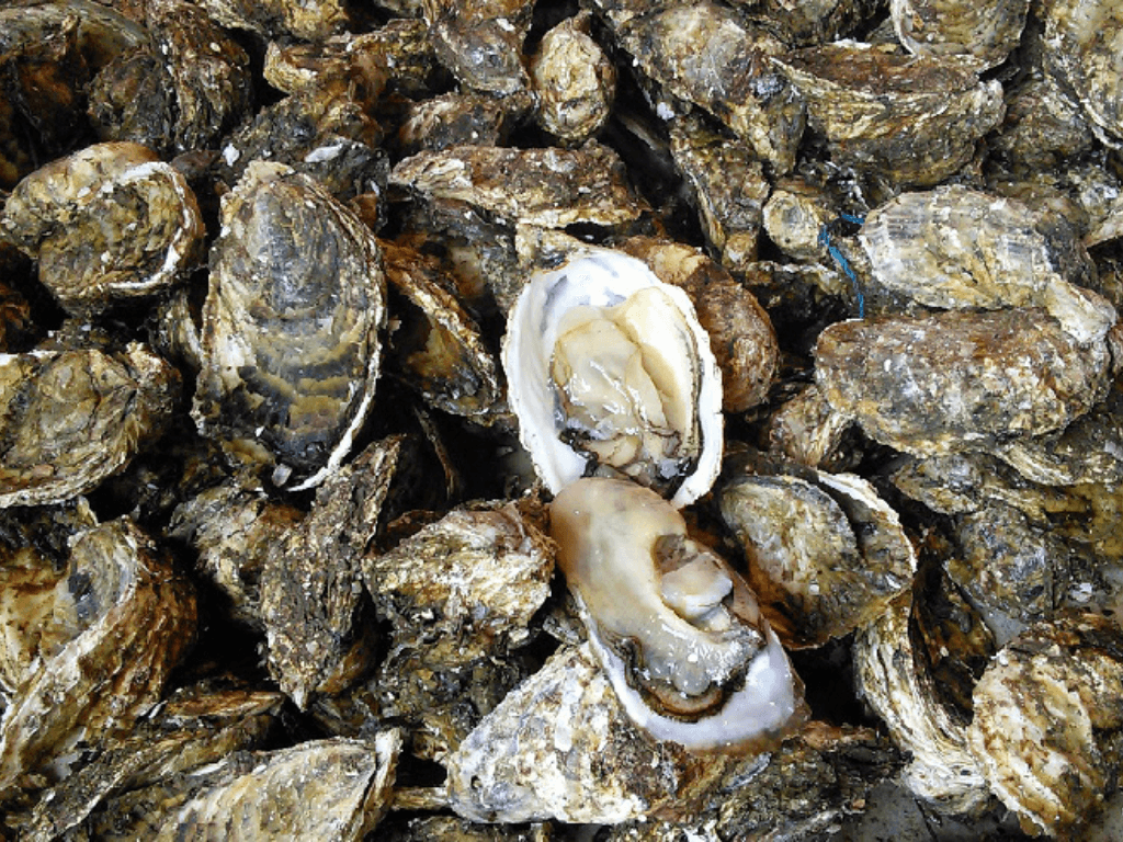 cach-bao-quan-hau-song-nguyen-vo