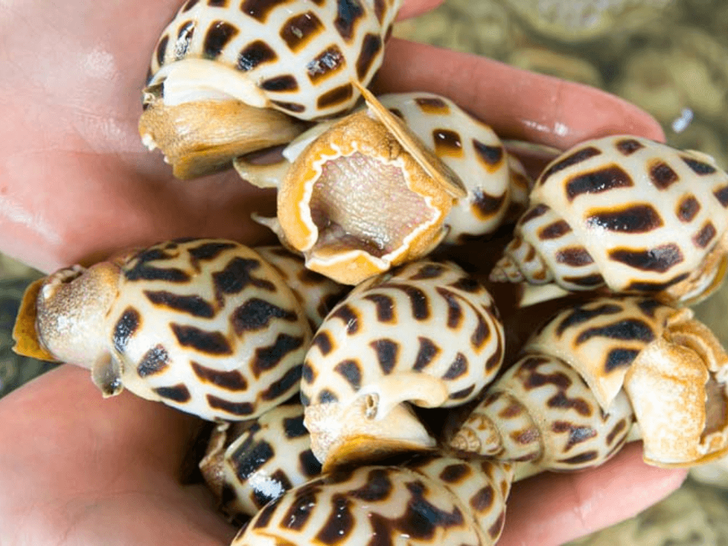 cach-chon-oc-huong-tuoi-ngon-truoc-khi-bao-quan