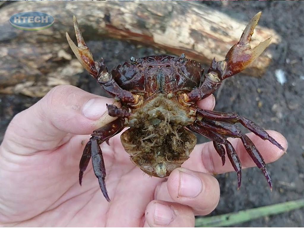 cach-chon-cua-dong-ngon-dam-gach