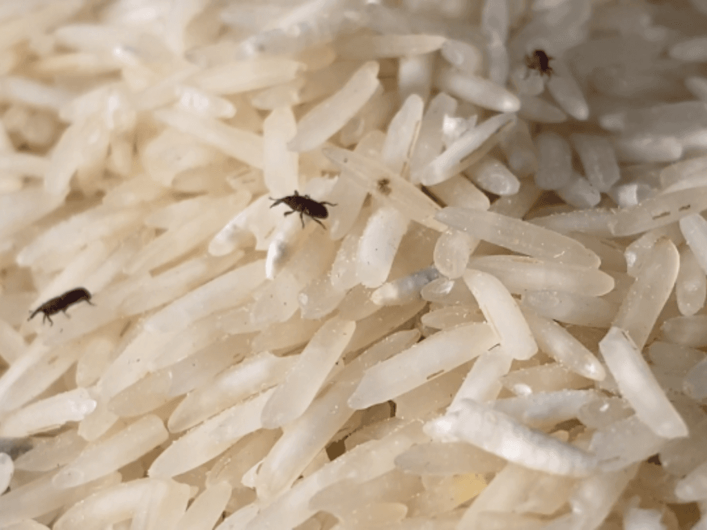 meo-hay-chong-mot-va-nam-moc-tu-nhien