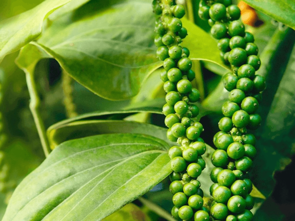 bao-quan-tieu-xanh-trong-ngan-mat-tu-lanh