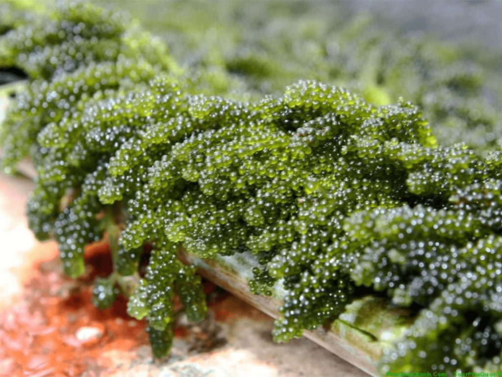 bao-quan-rong-nho-kho-dung-cach-de-giu-nguyen-chat-luong