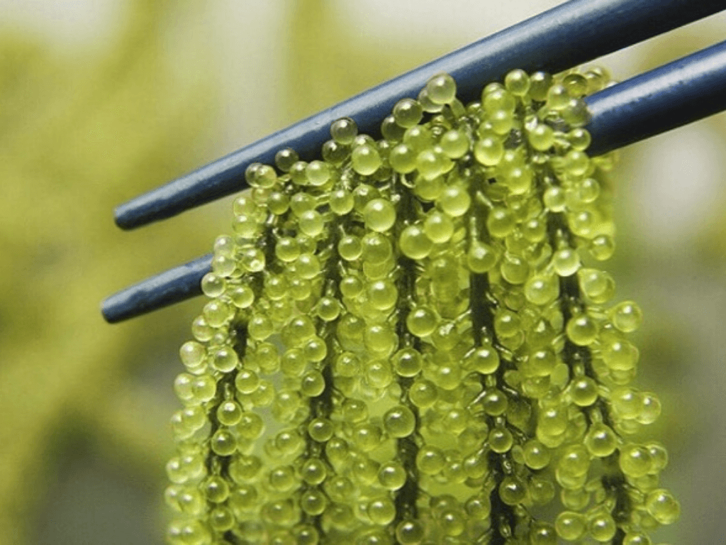 cach-bao-quan-rong-nho-tuoi-khong-bi-teo