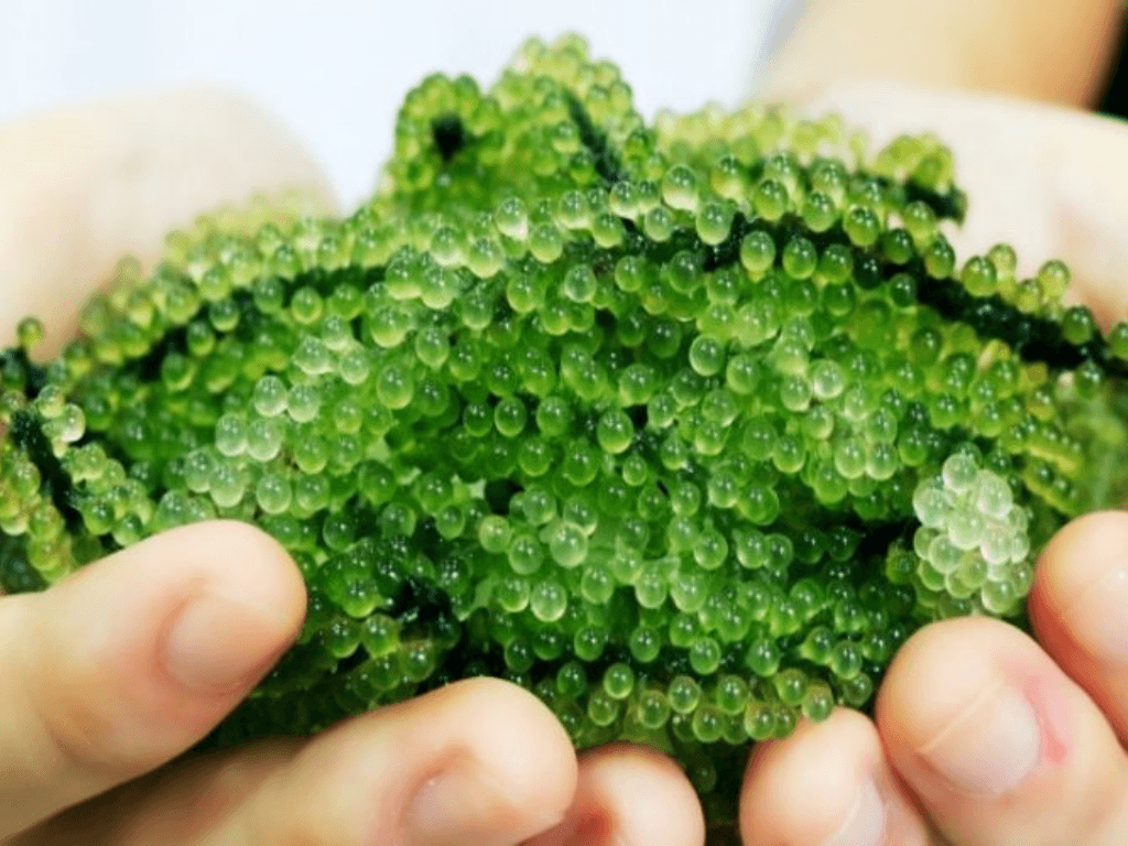 luu-y-quan-trong-khi-bao-quan-rong-nho