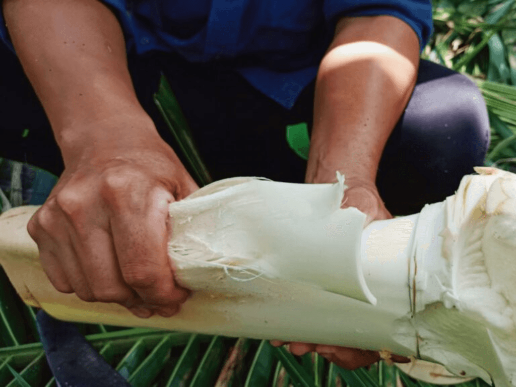 meo-bao-quan-cu-hu-dua-tuoi-ngon-hon