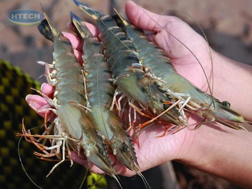 cach-chien-tom-bang-bot-chien-gion