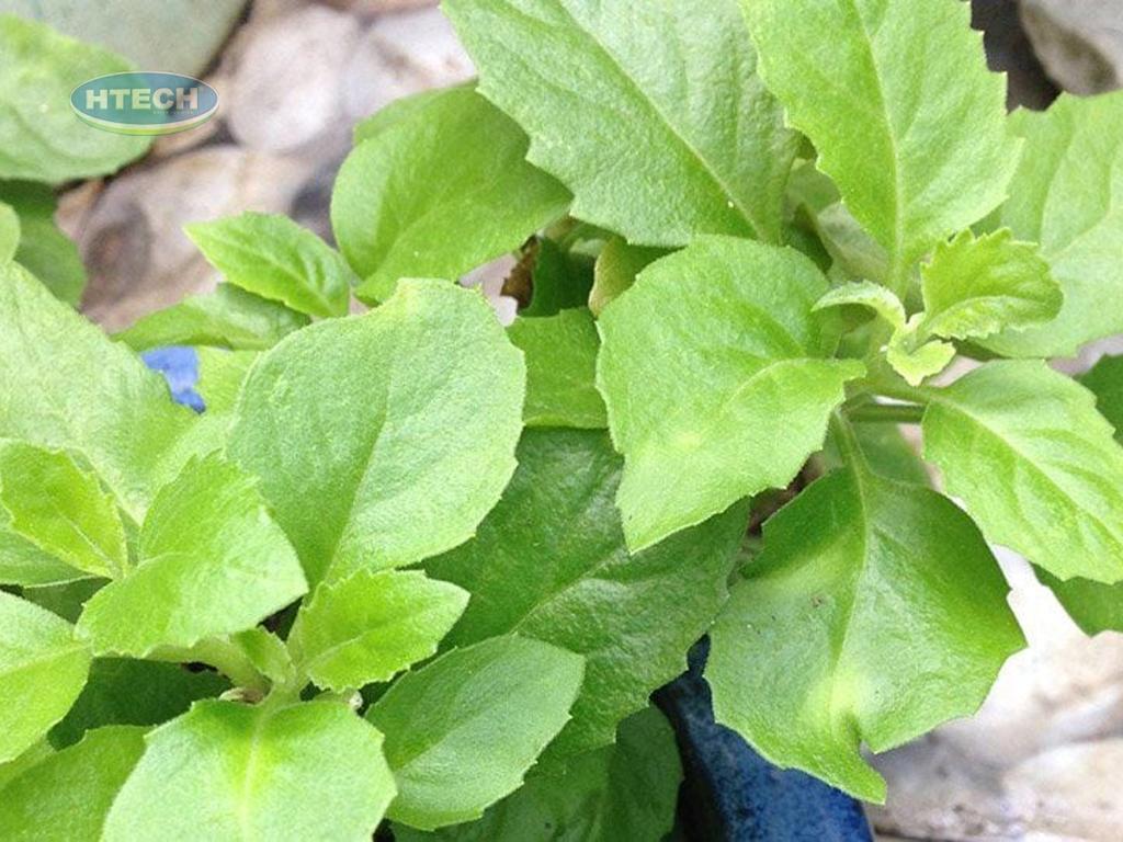 ba-bau-co-an-duoc-rau-bau-dat-khong