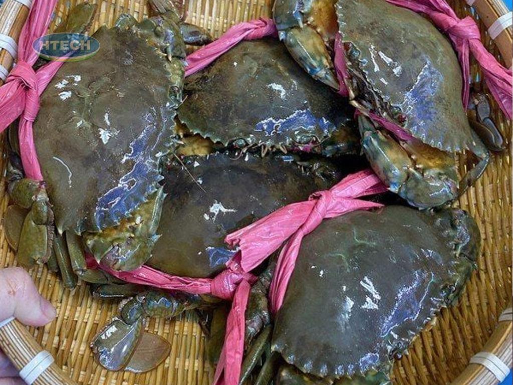 nen-chon-cua-thit-hay-cua-gach-lam-cua-rang-muoi