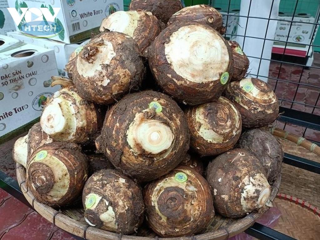 cach-chon-khoai-so-ngon-khong-bi-suong